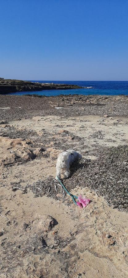 Che Vista!! Ostuni ,Sulle Bianche Mura Con Vista Mozzafiato Zewnętrze zdjęcie