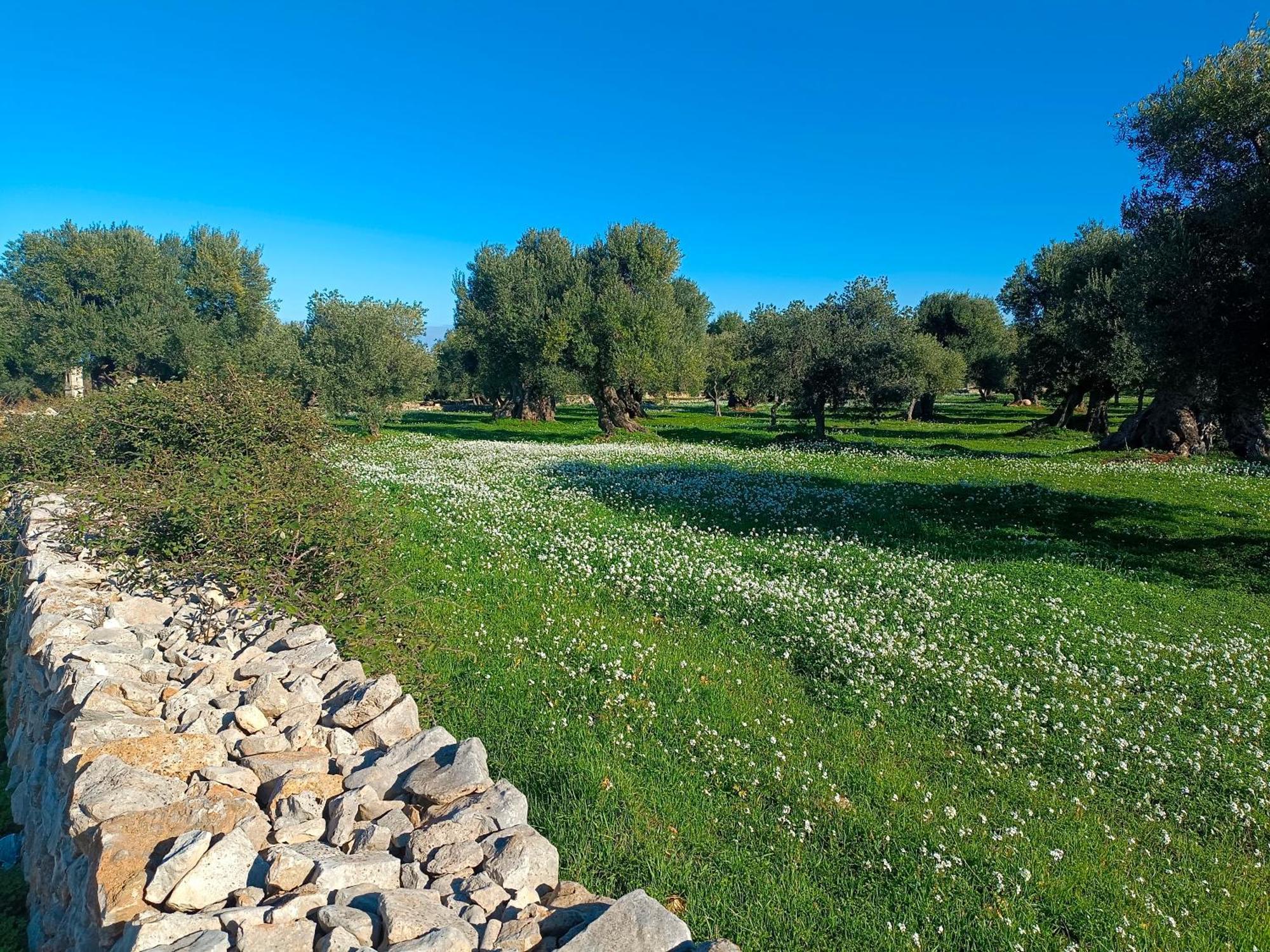 Che Vista!! Ostuni ,Sulle Bianche Mura Con Vista Mozzafiato Zewnętrze zdjęcie
